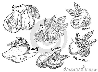 Sketch of guava and avocado, fig and mango, durian Vector Illustration