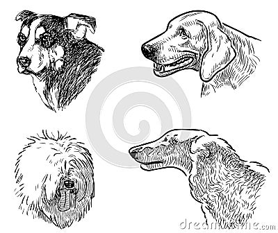 Sketches of heads dogs various breeds Vector Illustration