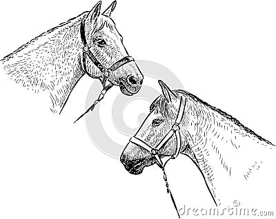 Sketches of heads white purebred harnessed horses Vector Illustration