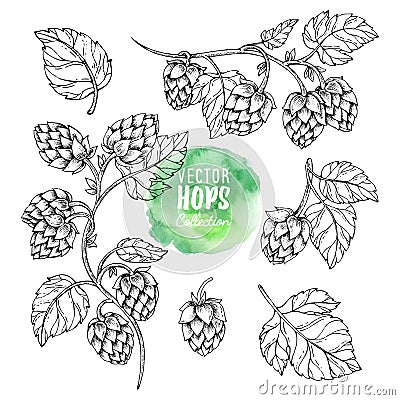 Sketches of hop plant. Hops vector set. Humulus lupulus illustration for packing, pattern, beer illustration. Vector Illustration