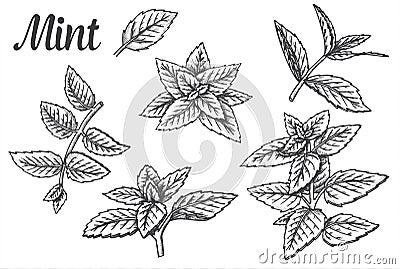 Sketches of peppermint leaves or mint leaf Vector Illustration