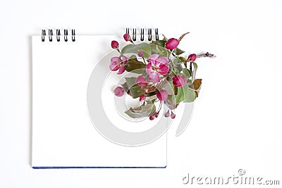 The sketchpad with flowers of an apple-tree of Nedzvetsky Malus niedzwetzkyana Dieck isolated on white background Stock Photo