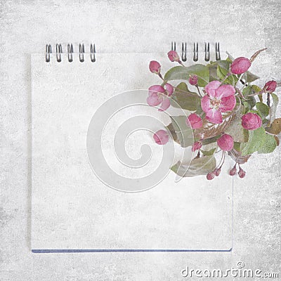 The sketchpad with flowers of an apple-tree of Nedzvetsky Malus niedzwetzkyana Dieck Stock Photo