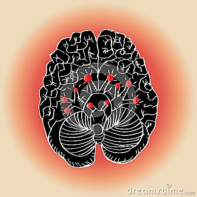 Cranial Nerves Stock Photo