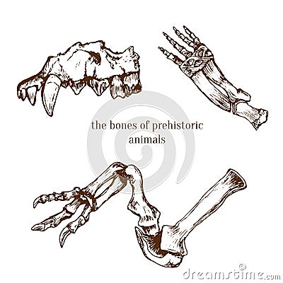 Sketchy prehistorical bones of animals . Archeology excavations. Vector illustration. Vector Illustration