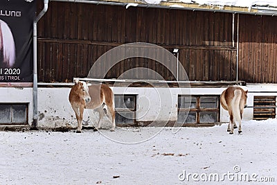 Ski resort stables with beautiful haflinger horses in the snow Editorial Stock Photo