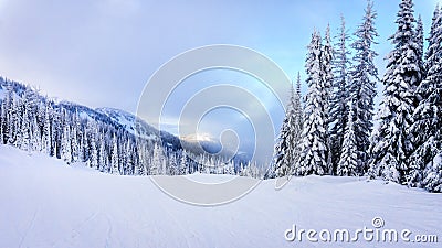 Ski Slopes and a Winter Landscape with Snow Covered Trees on the Ski Hills near the village of Sun Peaks Stock Photo