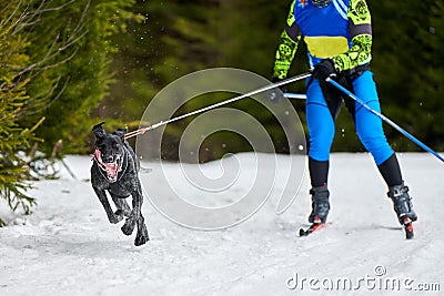 Skijoring dog sport racing Stock Photo