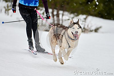 Skijoring dog sport racing Stock Photo