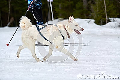 Skijoring dog sport racing Stock Photo