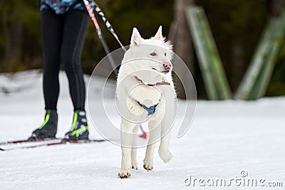 Skijoring dog sport racing Stock Photo