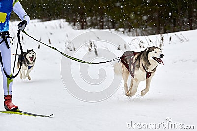 Skijoring dog sport racing Stock Photo