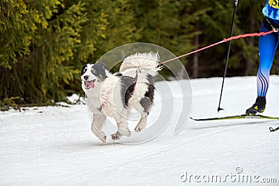 Skijoring dog sport racing Stock Photo