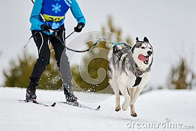 Skijoring dog sport racing Stock Photo