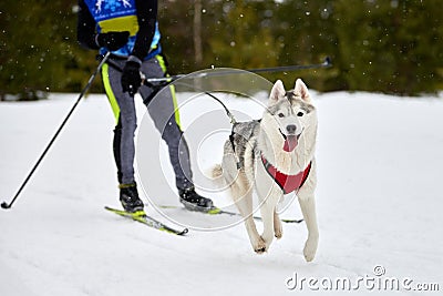 Skijoring dog sport racing Stock Photo