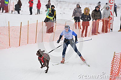 Skijoring Editorial Stock Photo