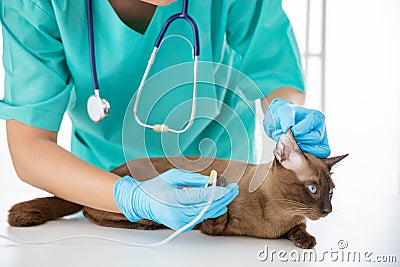 Skilful young veterinarian is examining the ear of brown cat in vet clinic Stock Photo