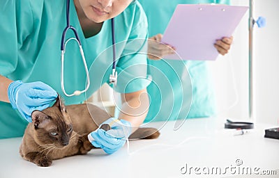 Skilful young veterinarian is examining the ear of brown cat in vet clinic Stock Photo