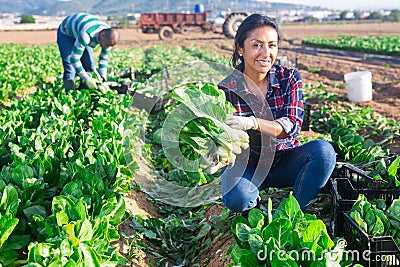 Latino female worker picking chard on field Stock Photo