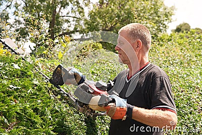 Skilled workman cutting hedges Stock Photo