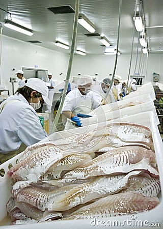 Skillful fish cutters Stock Photo