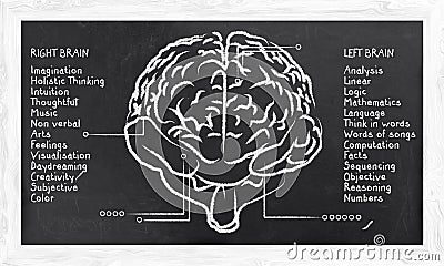 Skills for Right and Left Hemisphere Stock Photo
