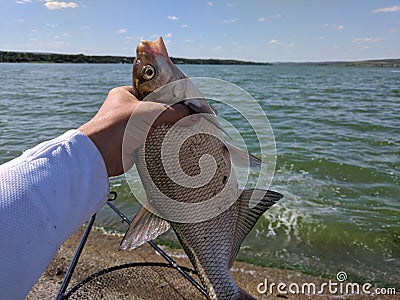 Skimmers and breams fishing on a lake. Stock Photo