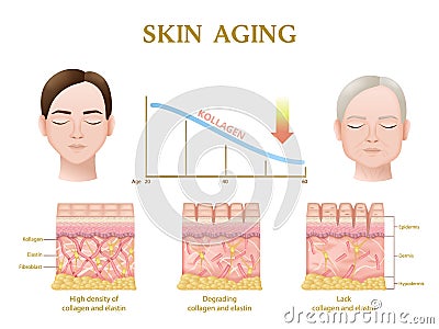 Skin Aging Anatomy Vector Illustration