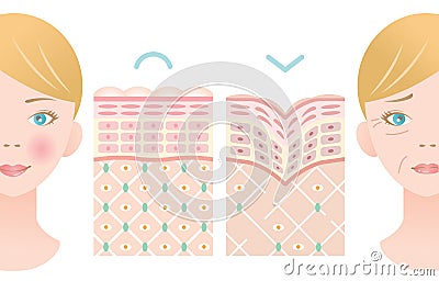 Info graphic skin layer illustration of young skin and old skin with woman face. beauty and skin care concept Vector Illustration