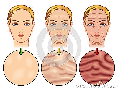 Skin aging Vector Illustration