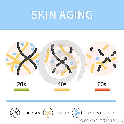 Skin collagen and elastin depletion with age illustration Vector Illustration