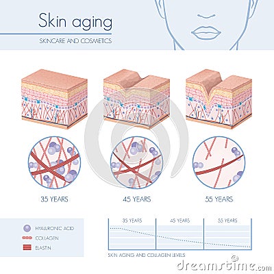 Skin aging Vector Illustration