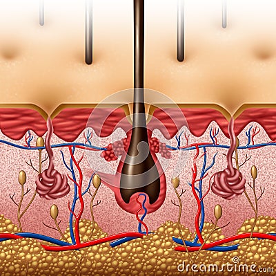 Skin Anatomy Stock Image - Image: 38214301