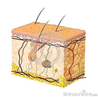 Skin anatomy Cartoon Illustration