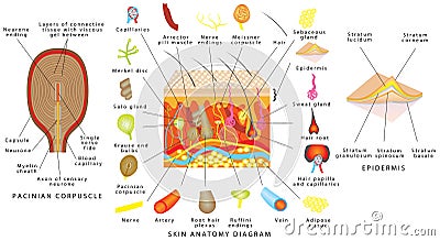 Skin anatomy diagram Vector Illustration