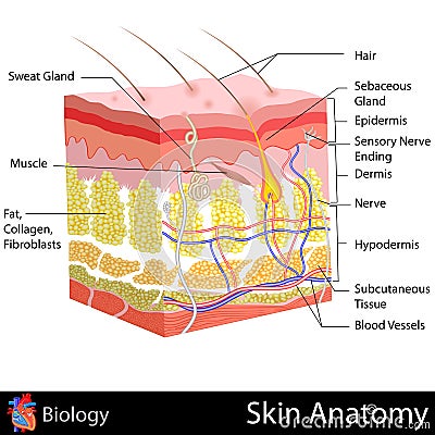 Skin Anatomy Cartoon Illustration