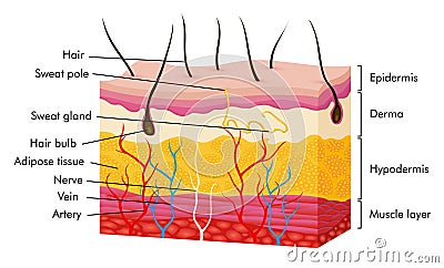 Skin anatomy. Human body skin vector illustration with parts vein artery hair sweat gland epidermis dermis and Vector Illustration