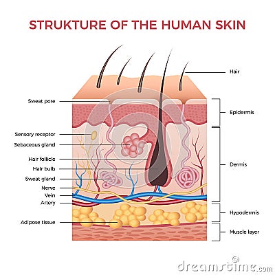 Skin anatomy. Human normal skin dermis epidermis adipose layers recent vector biological infographic Vector Illustration