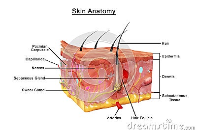 Skin Anatomy Stock Photo