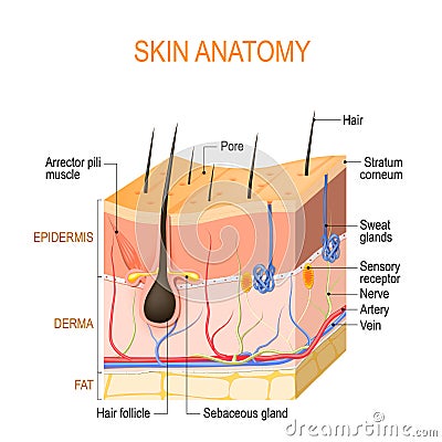 Skin anatomy. Layers: epidermis with hair follicle, sweat and sebaceous glands, derma and fat hypodermis Vector Illustration