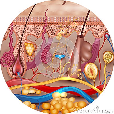 Skin anatomy in round shape Vector Illustration