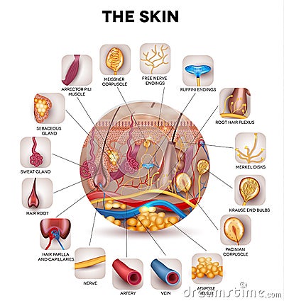 The skin Vector Illustration