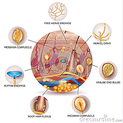 Skin anatomy and Sensory receptors in the skin Vector Illustration