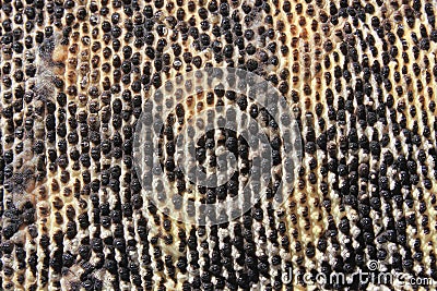Skin of Australian Sand Monitor (Varanus gouldii) Stock Photo