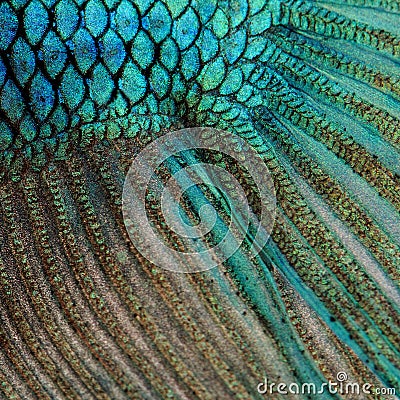 Skin of a blue Siamese fighting fish Stock Photo