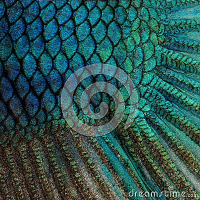 Skin of a blue Siamese fighting fish Stock Photo