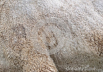 The skin of a camel on its side and hip. Background texture of a camel's skin Stock Photo