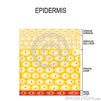 Skin Cells and Structure Layers of epidermis Vector Illustration