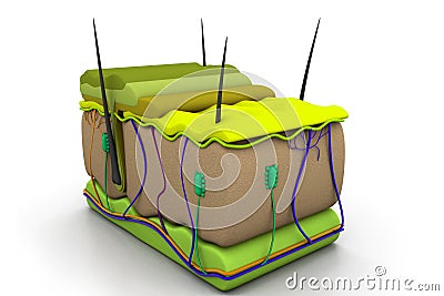 Skin cross section Cartoon Illustration