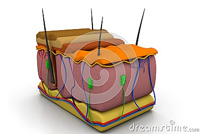 Skin cross section Cartoon Illustration